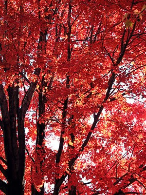 fall tree photo
