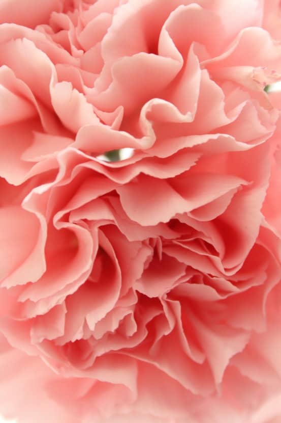 carnations 1