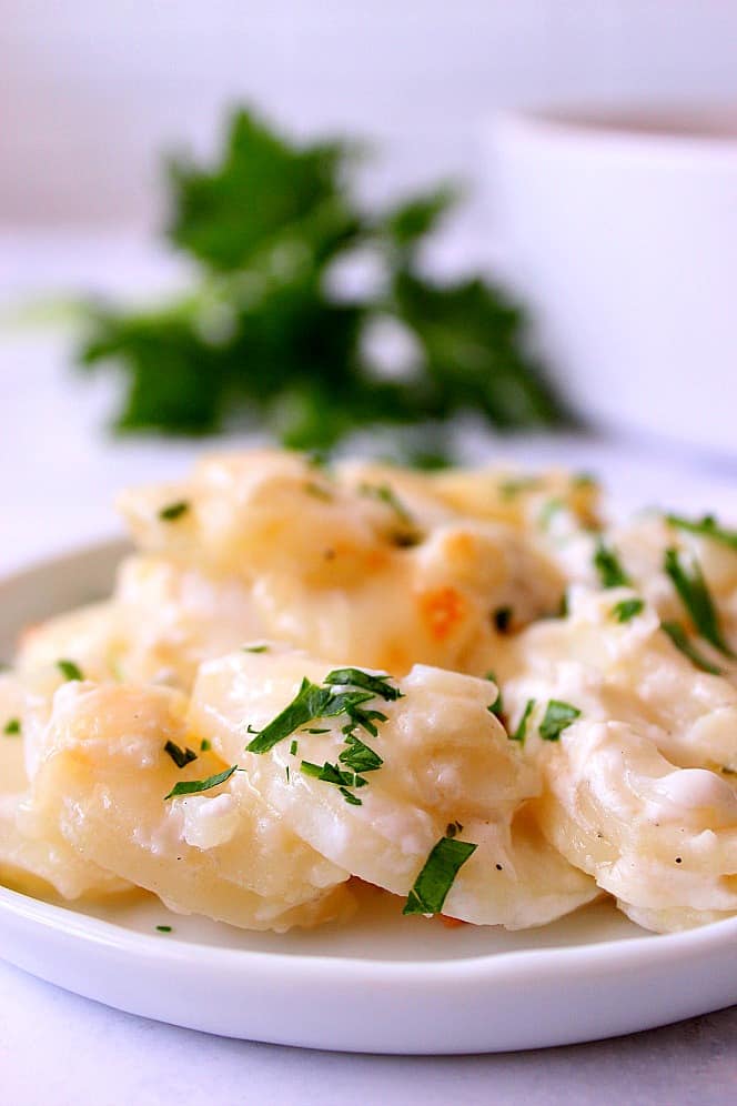 Close up shot of creamy scalloped potatoes on plate, garnished with chopped parsley.