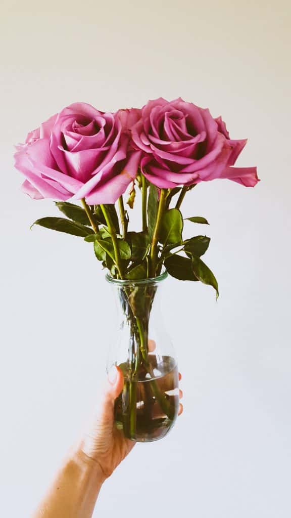 Three purple roses in glass vase, held by hand.